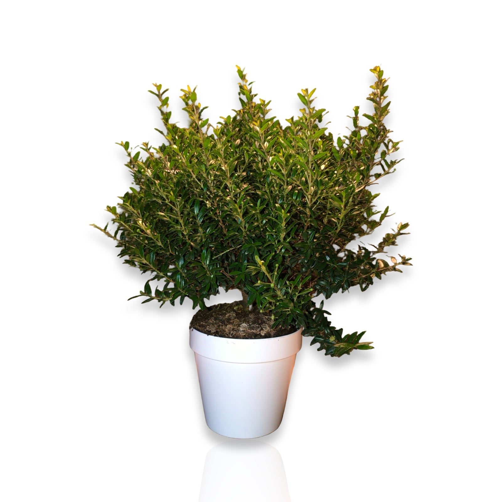 Piantina Cespuglio di Mirto simil-Bonsai - Myrtus Microphylla CERTIFICATA