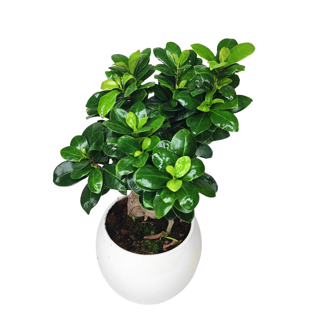 Bonsai Ficus Ginseng Vaso di Ceramica Puglia Altezza Pianta 40 cm