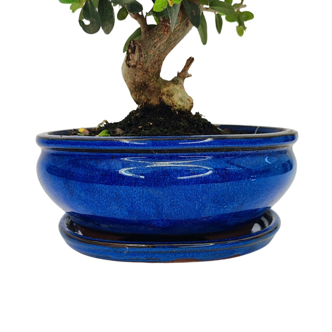 Bonsai Olea Europaea Sylvestris 10 Anni - Collezione Premium