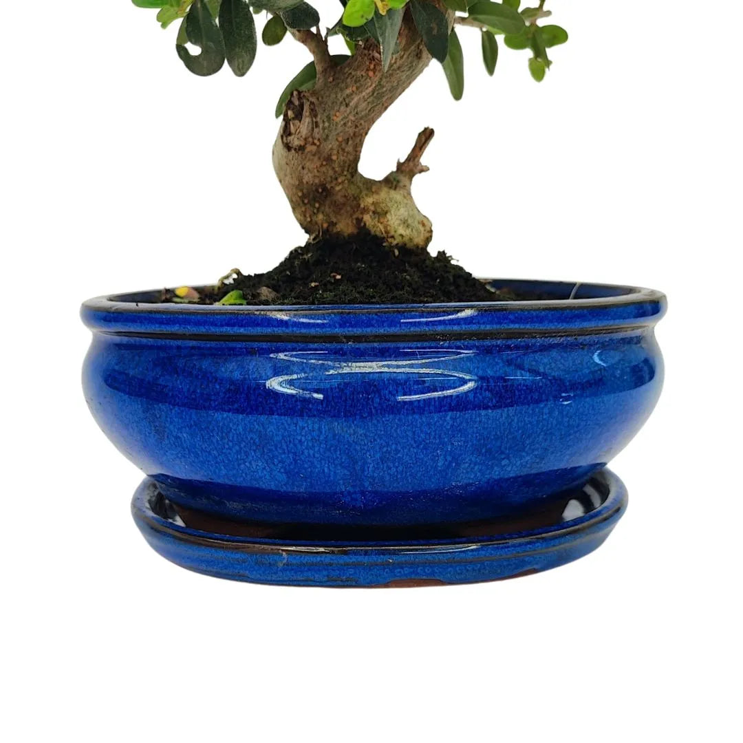 Bonsai Olea Europaea Sylvestris 10 Anni - Collezione Premium