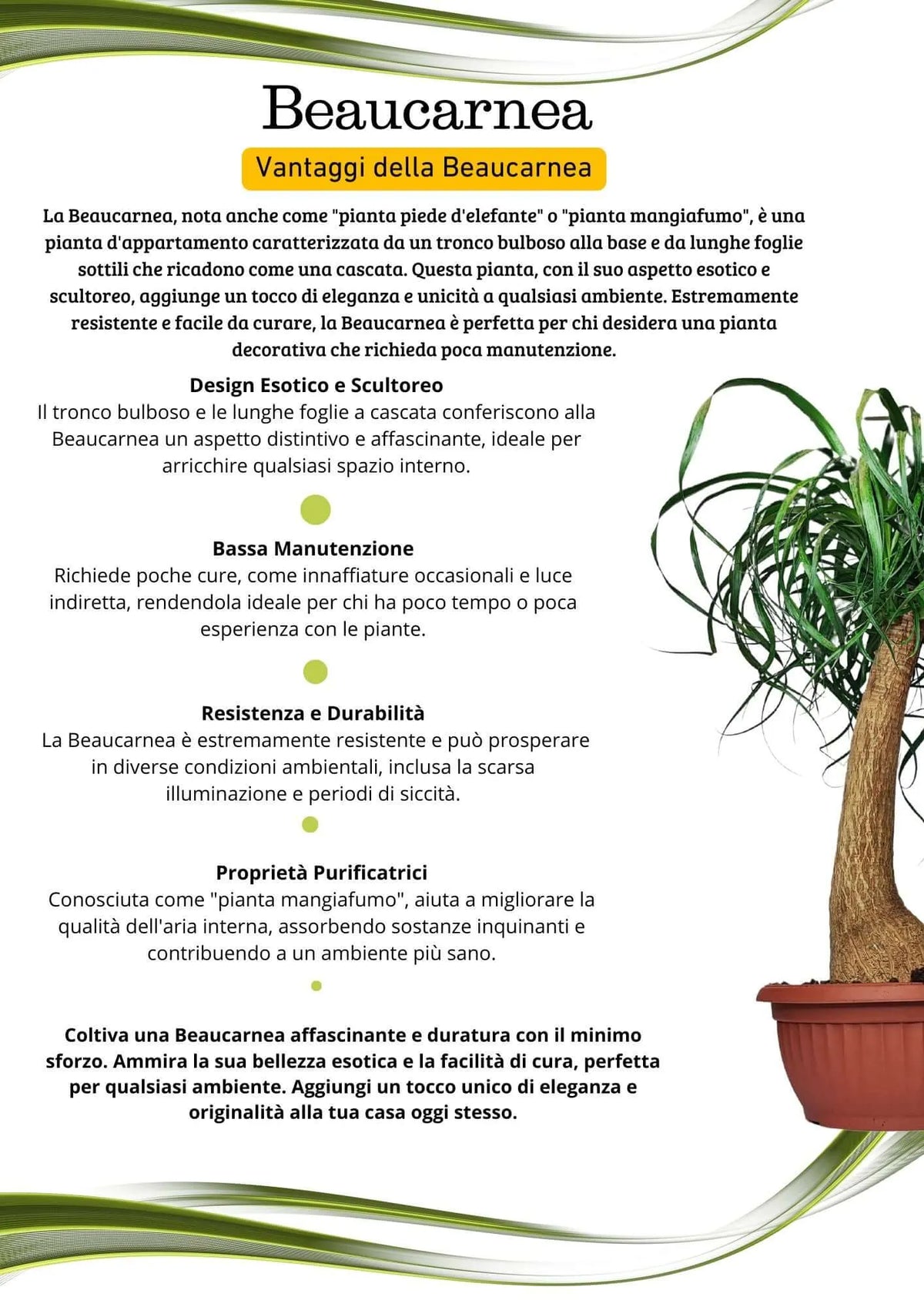 Beaucarnea (Mangiafumo) Altezza Pianta 60 cm