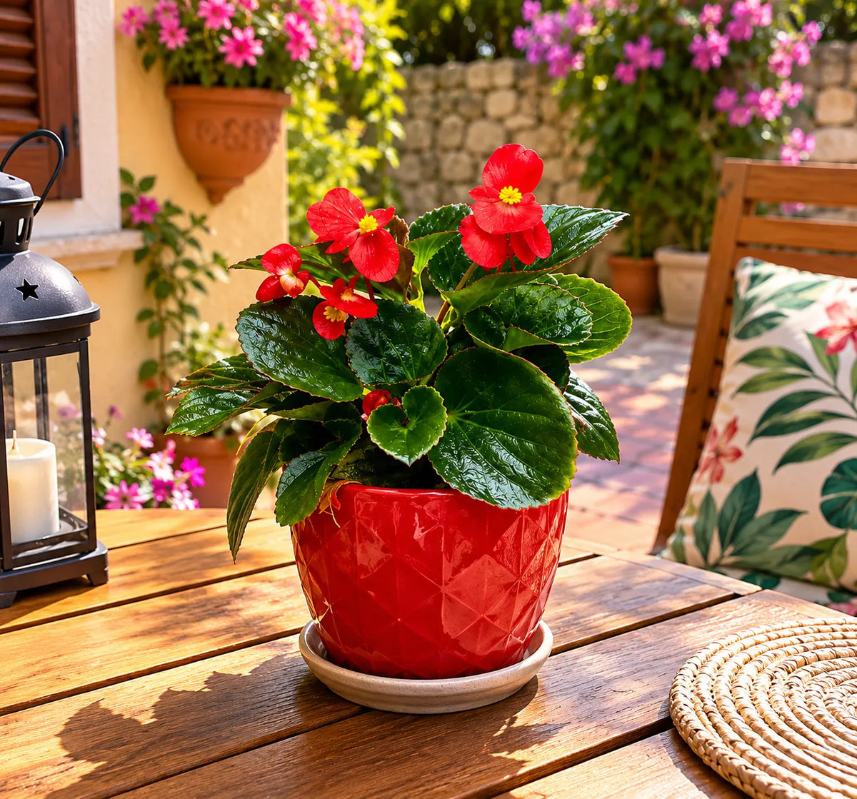Begonia big D.14 H.25 cm