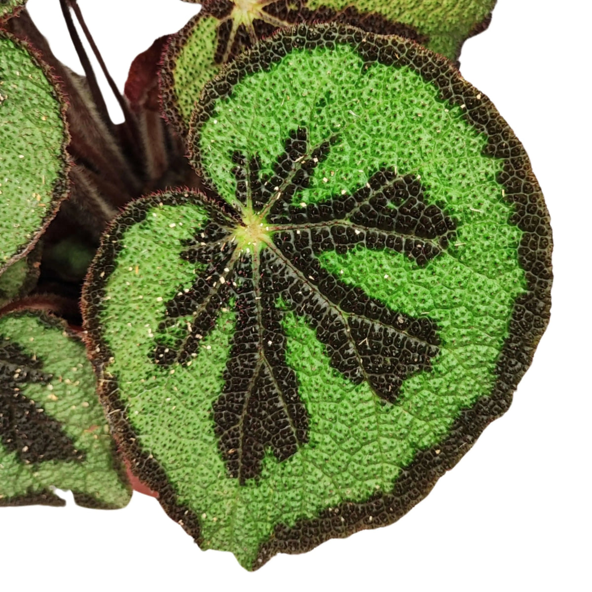 Begonia blad masoniana  Mountai