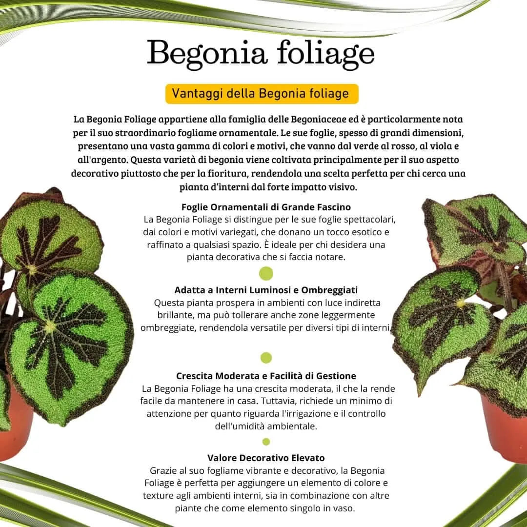Begonia blad masoniana  Mountai