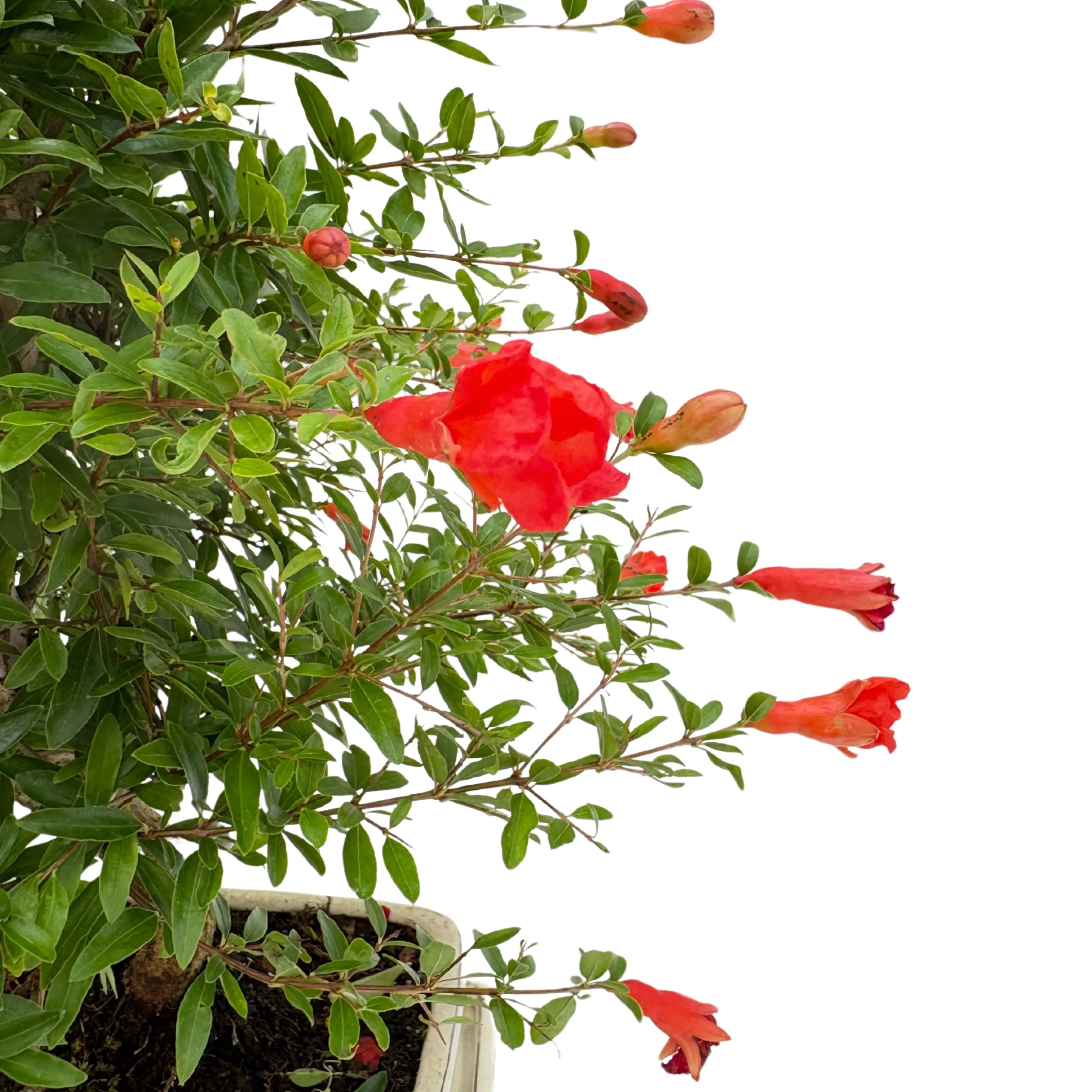 Bonsai Punica Granatum (Melograno) 8 Anni - Collezione Premium