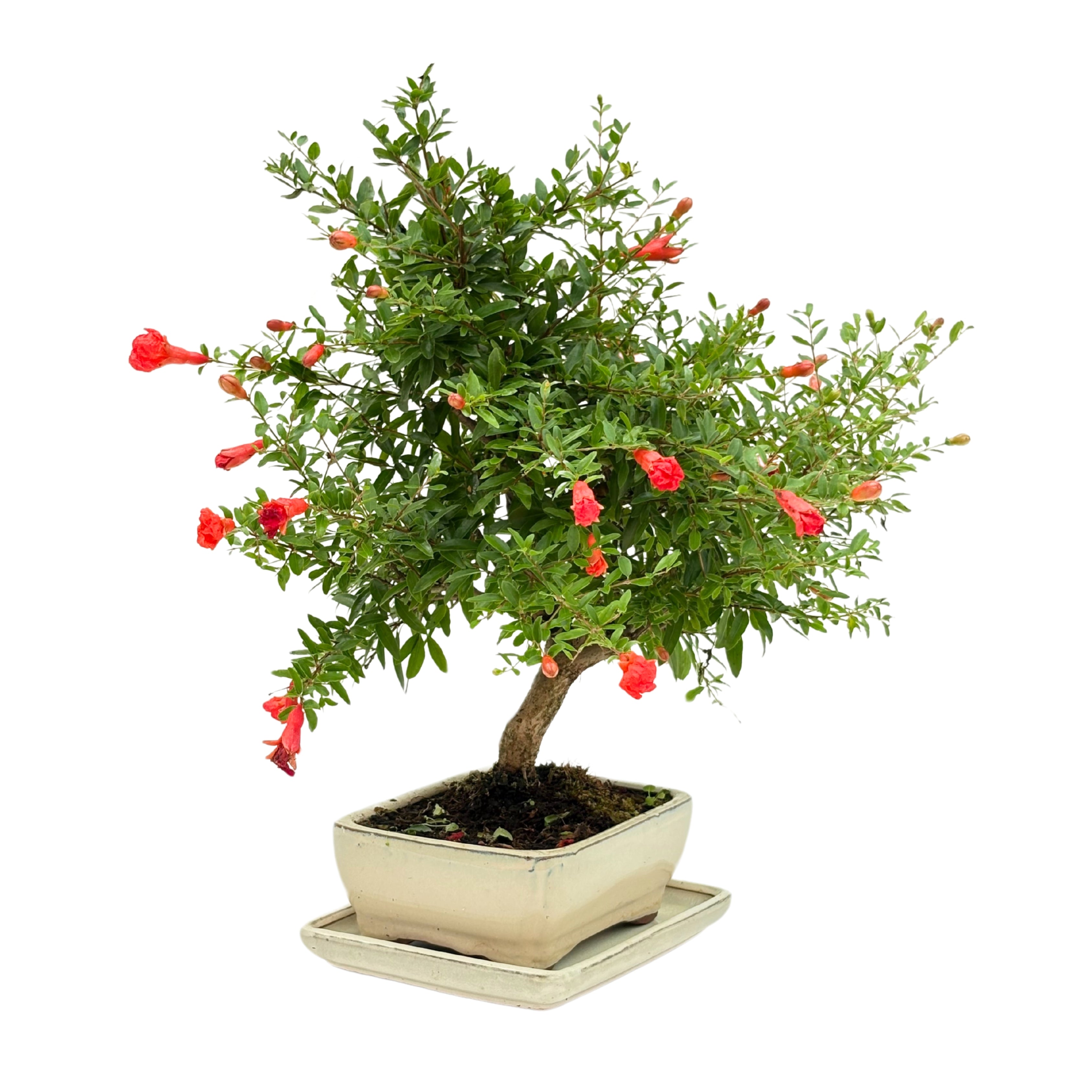 Bonsai Punica Granatum (Melograno) 8 Anni - Collezione Premium