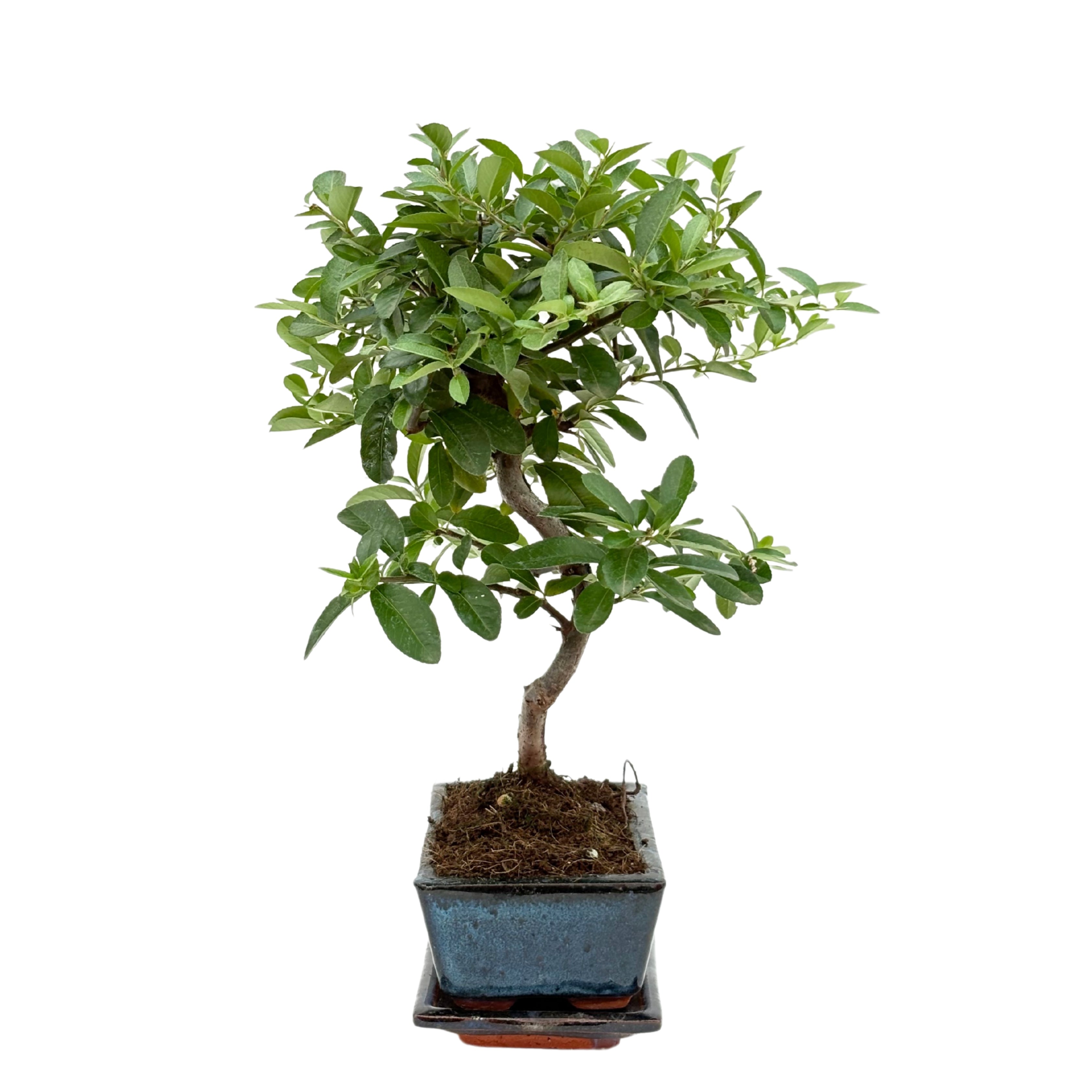 Bonsai Pyracantha sp. 7 Anni - Collezione Premium
