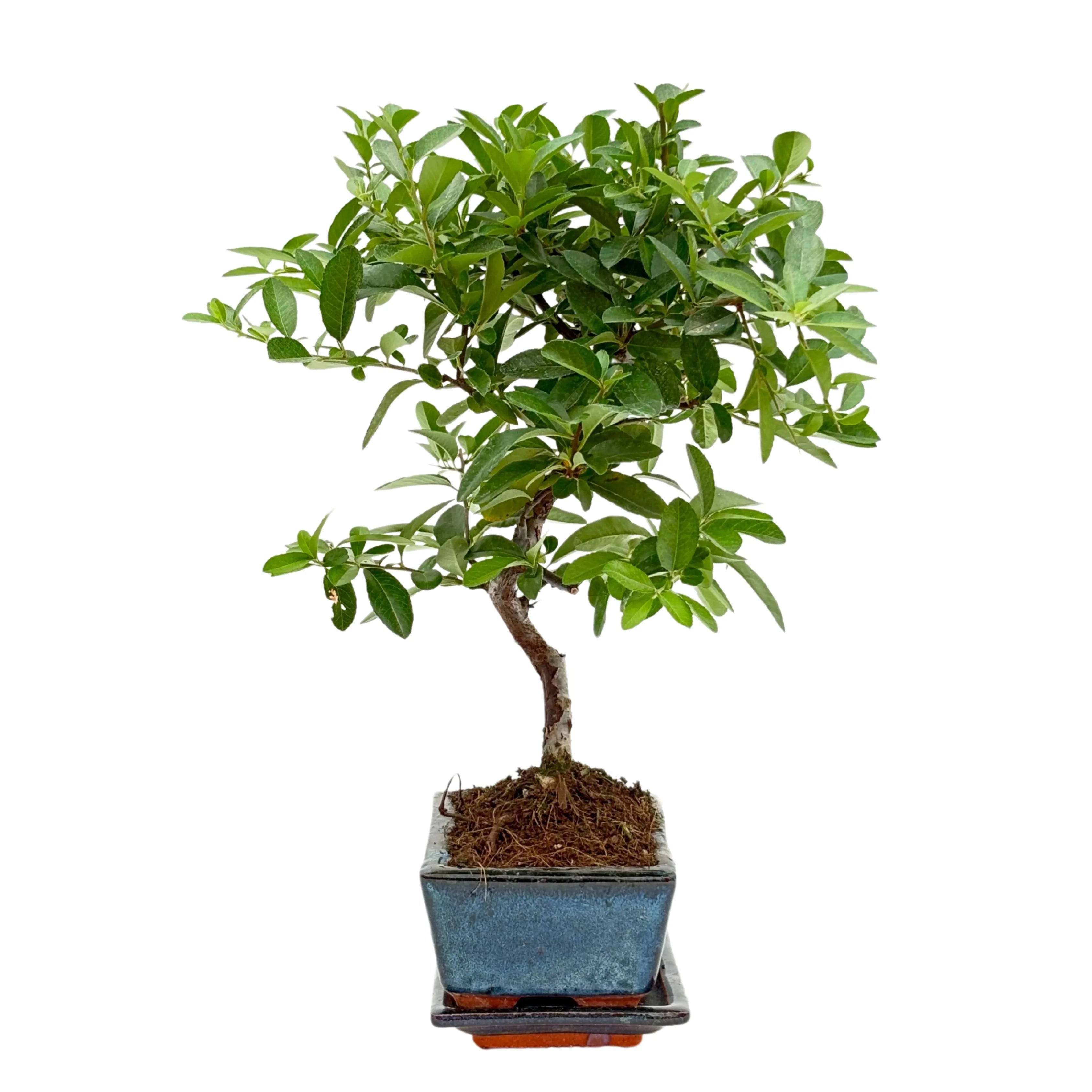 Bonsai Pyracantha sp. 7 Anni - Collezione Premium