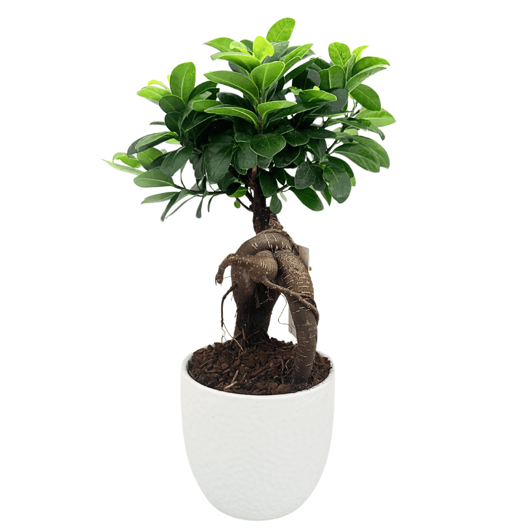 Bonsai Ficus Ginseng in vaso Boston diametro d. 13 cm