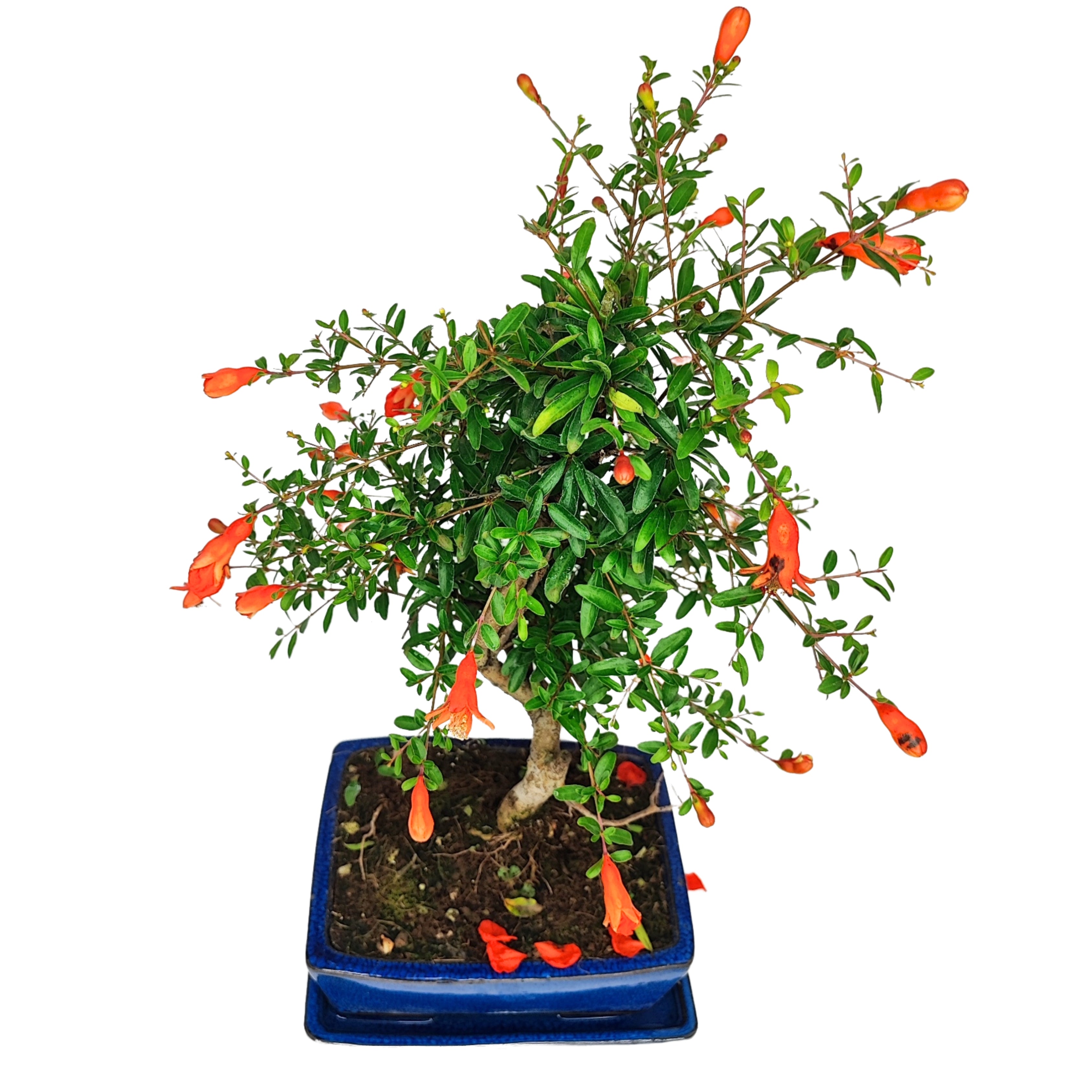 Bonsai Punica Granatum Nana 7 Anni - Collezione Premium