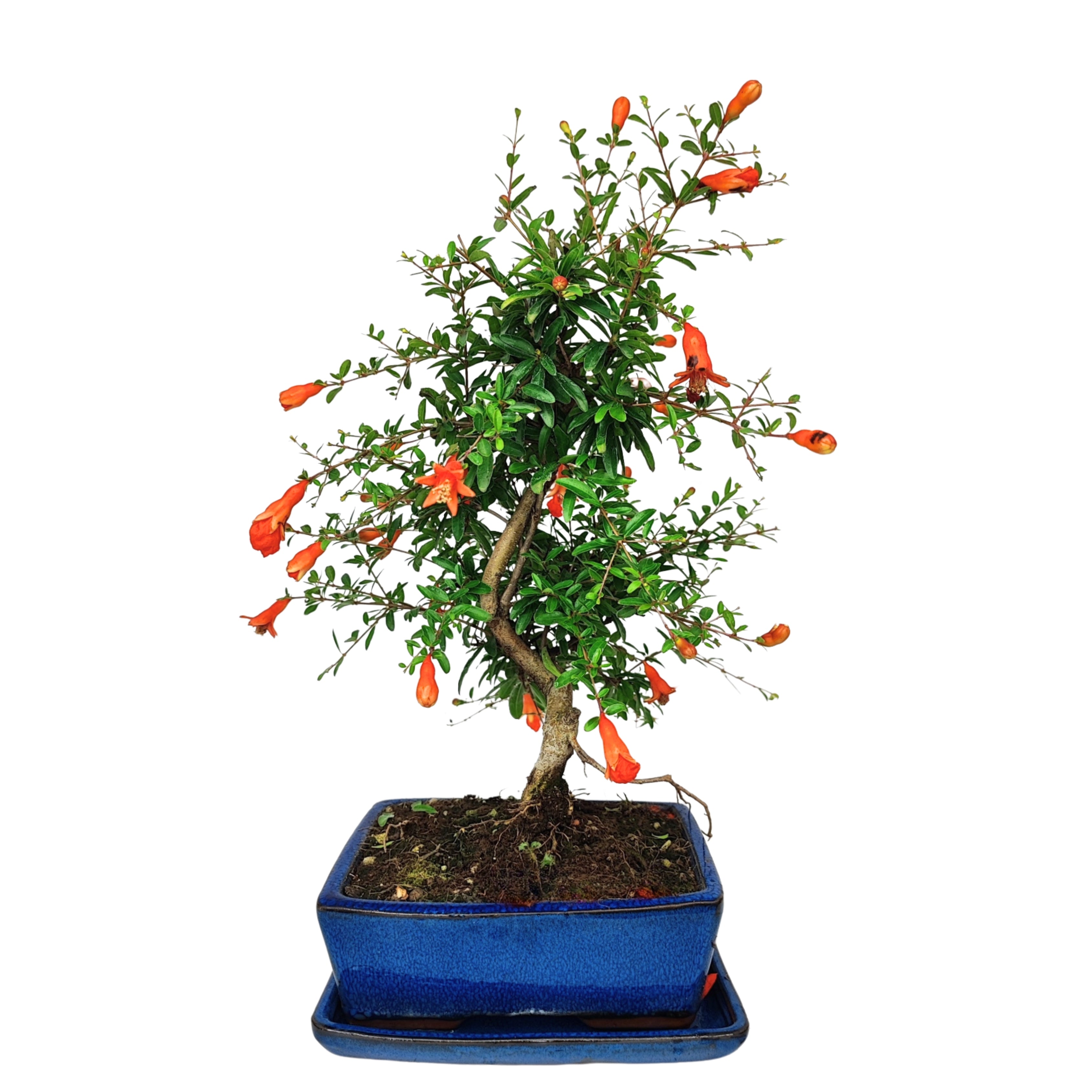 Bonsai Punica Granatum Nana 7 Anni - Collezione Premium