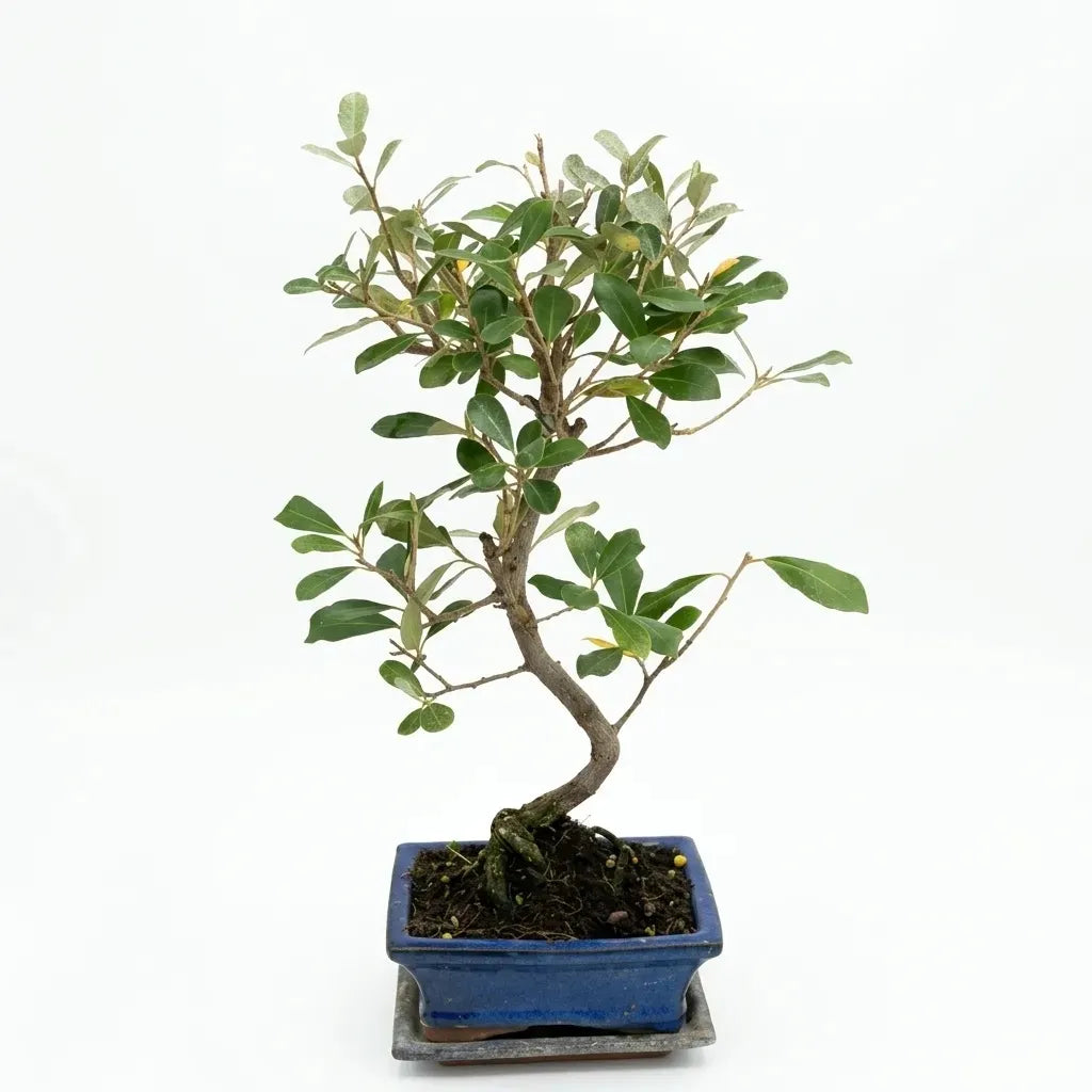 Bonsai 7 anni Elaeagnus Pungens (Elaeagno) - Collezione Premium