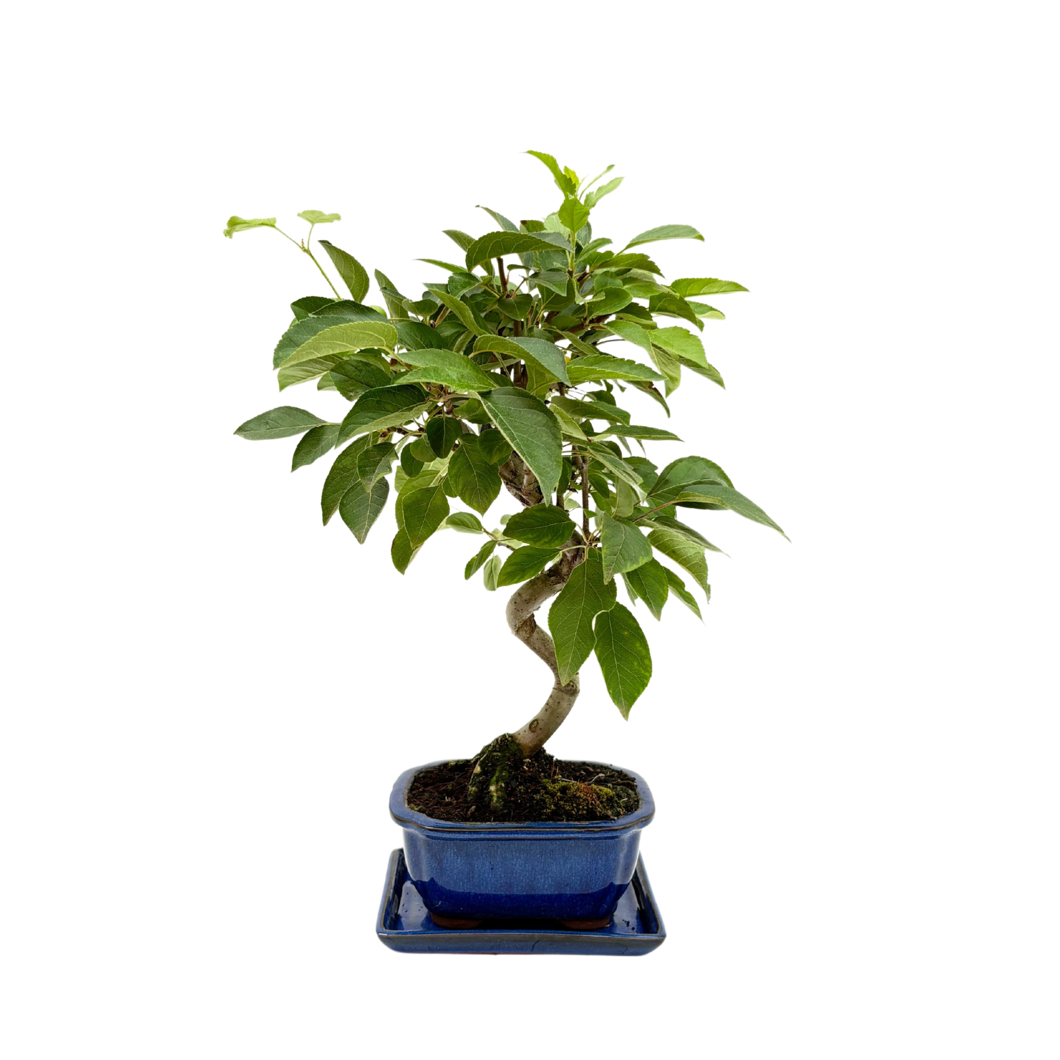Bonsai Melo 8 Anni - Collezione Premium