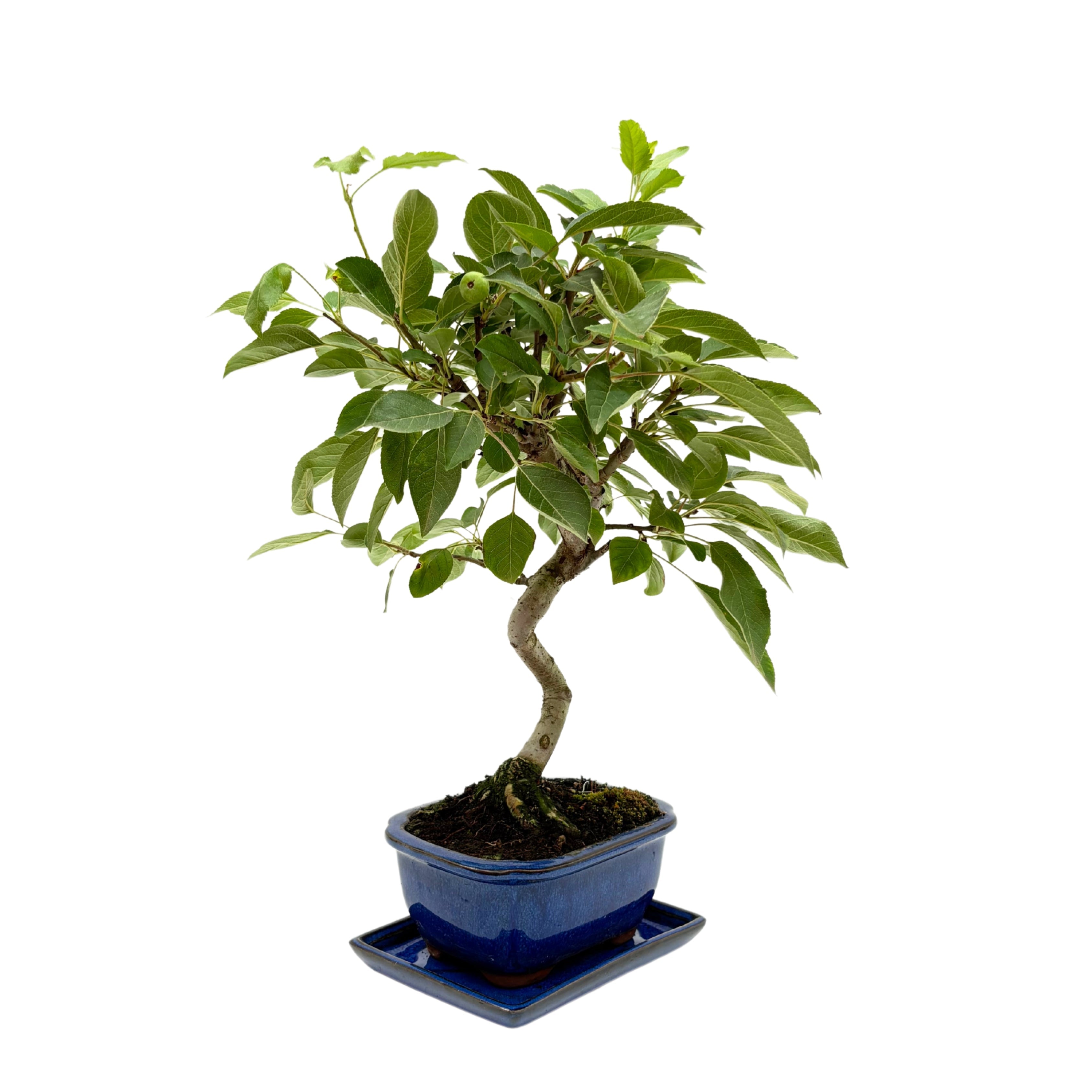 Bonsai Melo 8 Anni - Collezione Premium