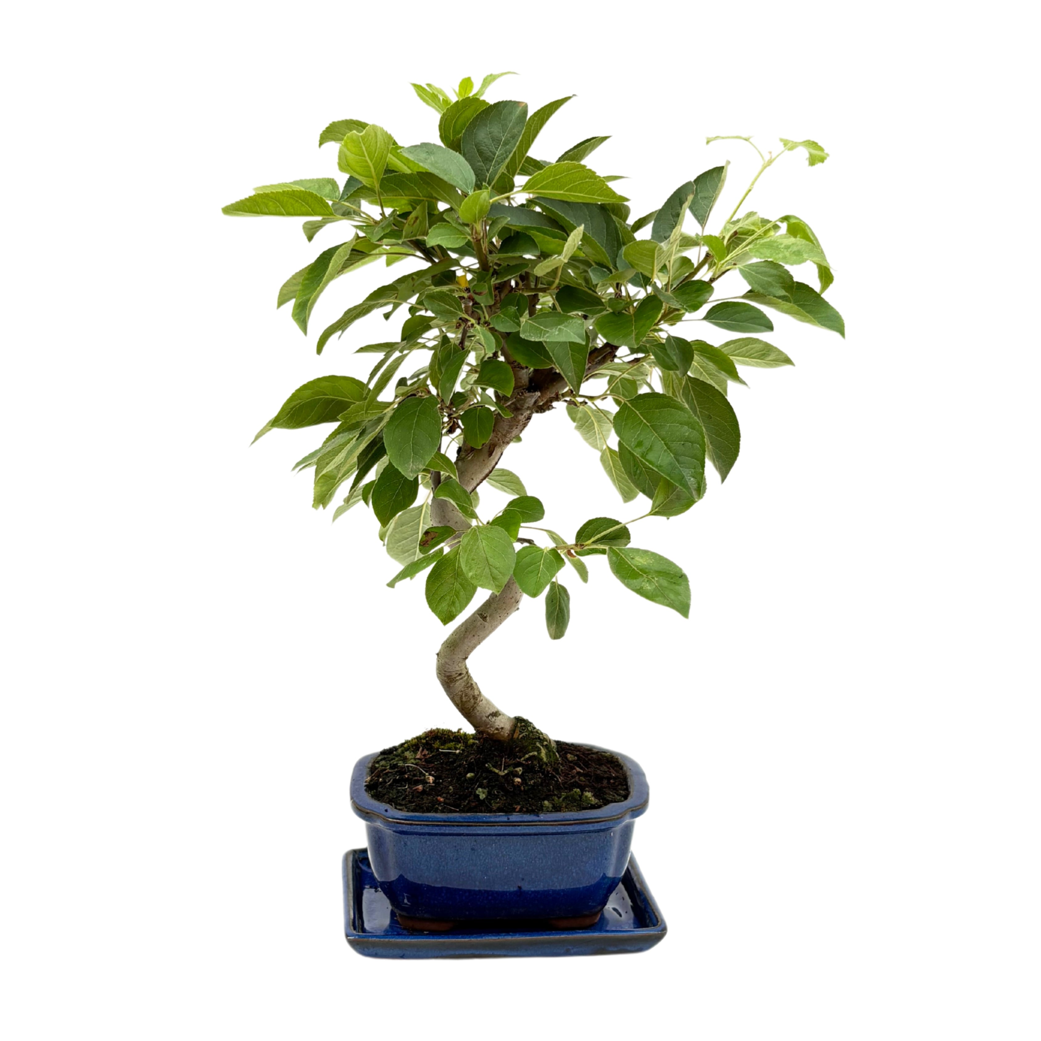 Bonsai Melo 8 Anni - Collezione Premium