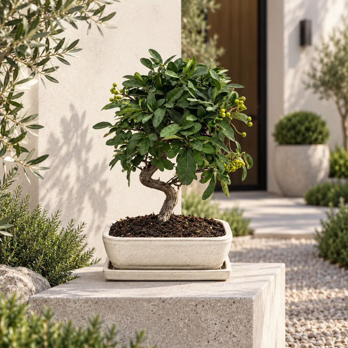 Bonsai 9 Anni Pyracantha Coccinea - Collezione Premium