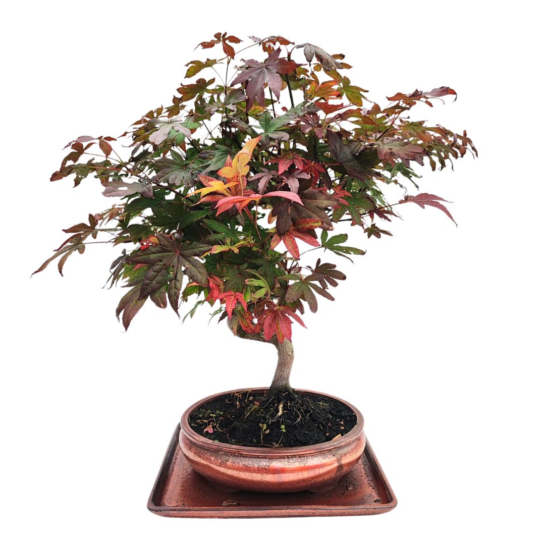 Bonsai Acer Palmatum Atropurpureum 20 Anni - Collezione Premium