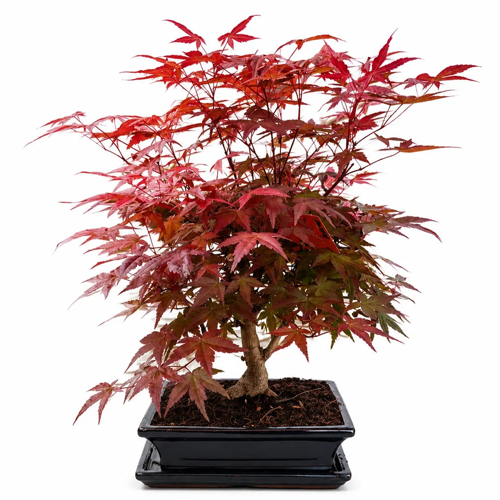 Bonsai  12 Anni Acer Palmatum Deshojo (Acero) - Collezione Premium