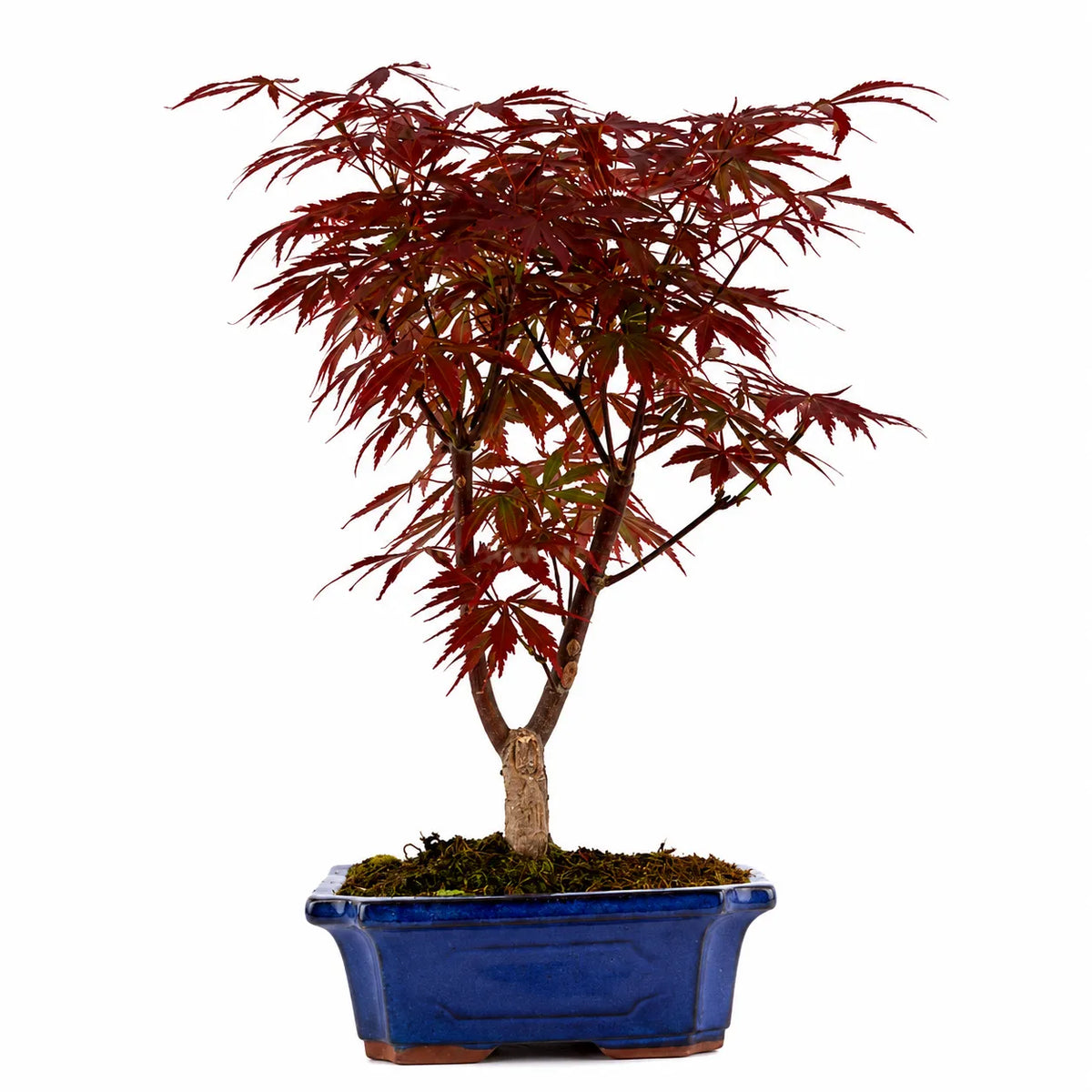 Bonsai 9 Anni  Acer Palmatum Atropurpureum (Acero) - Collezione Premium