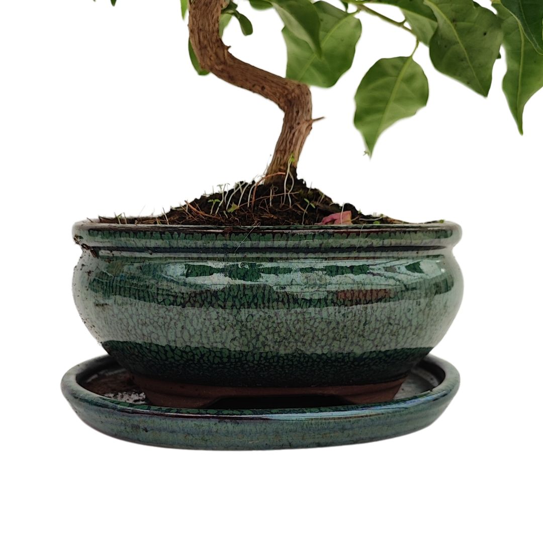 Bonsai Bouganvillea Glabra 9 Anni - Collezione Premium