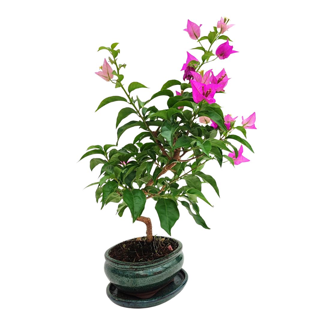 Bonsai Bouganvillea Glabra 9 Anni - Collezione Premium