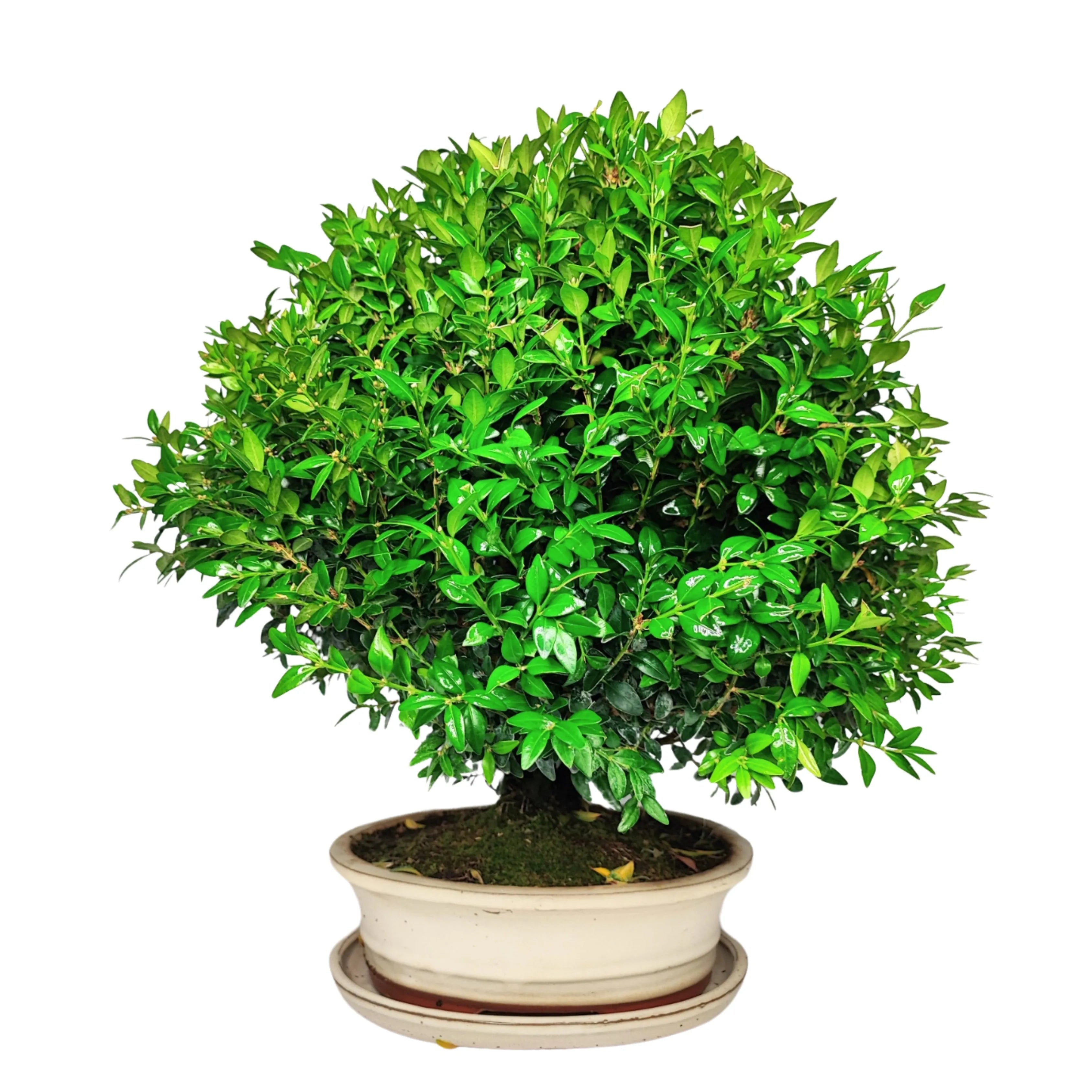Bonsai Buxus sp. (Bosso) 15 Anni - Collezione Premium