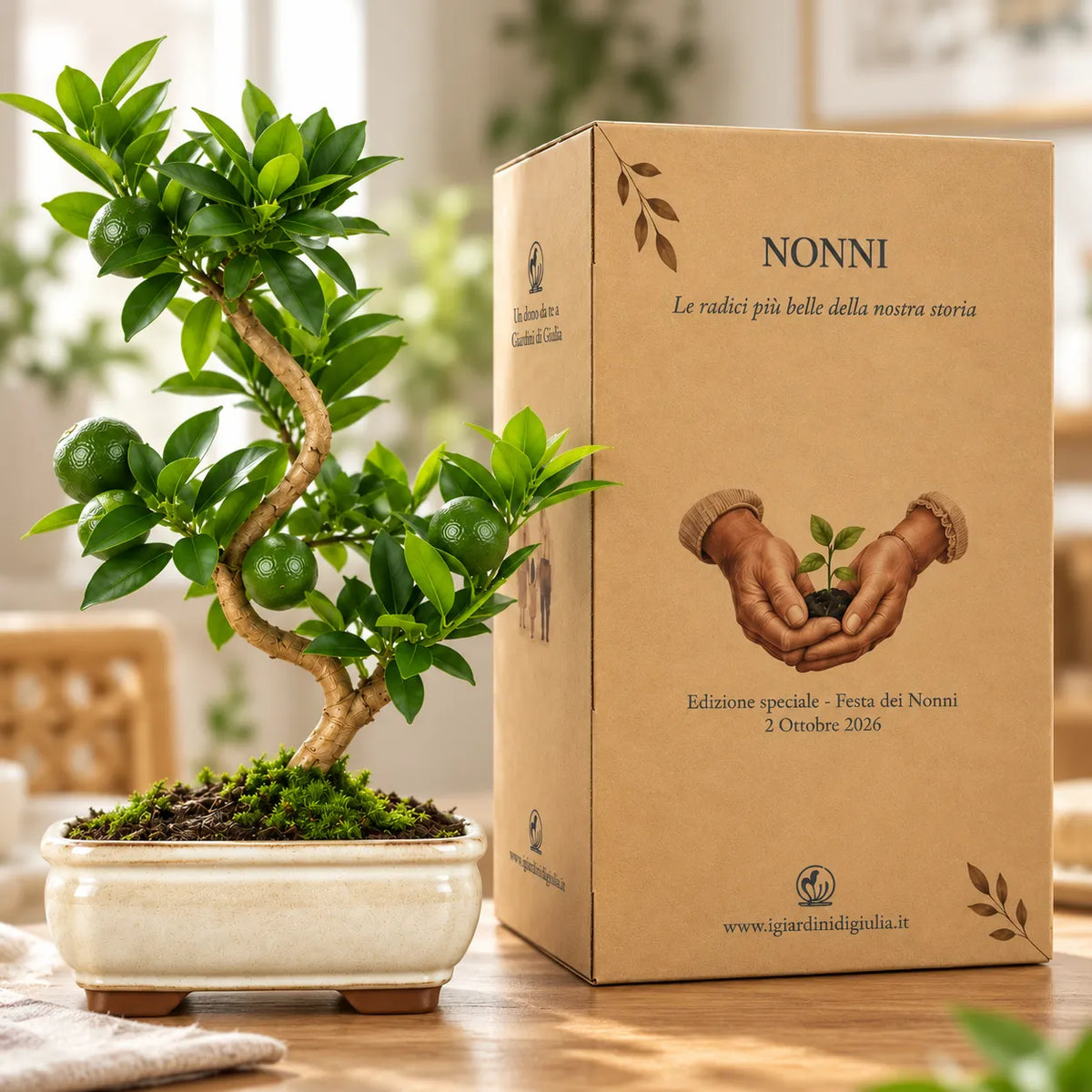 Bonsai 7 anni Citrus Myrtifolia (Chinotto) - Collezione Premium edizione festa dei nonni