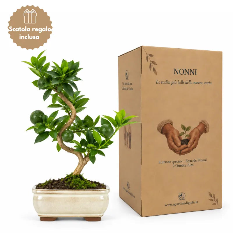 Bonsai 7 anni Citrus Myrtifolia (Chinotto) - Collezione Premium edizione festa dei nonni