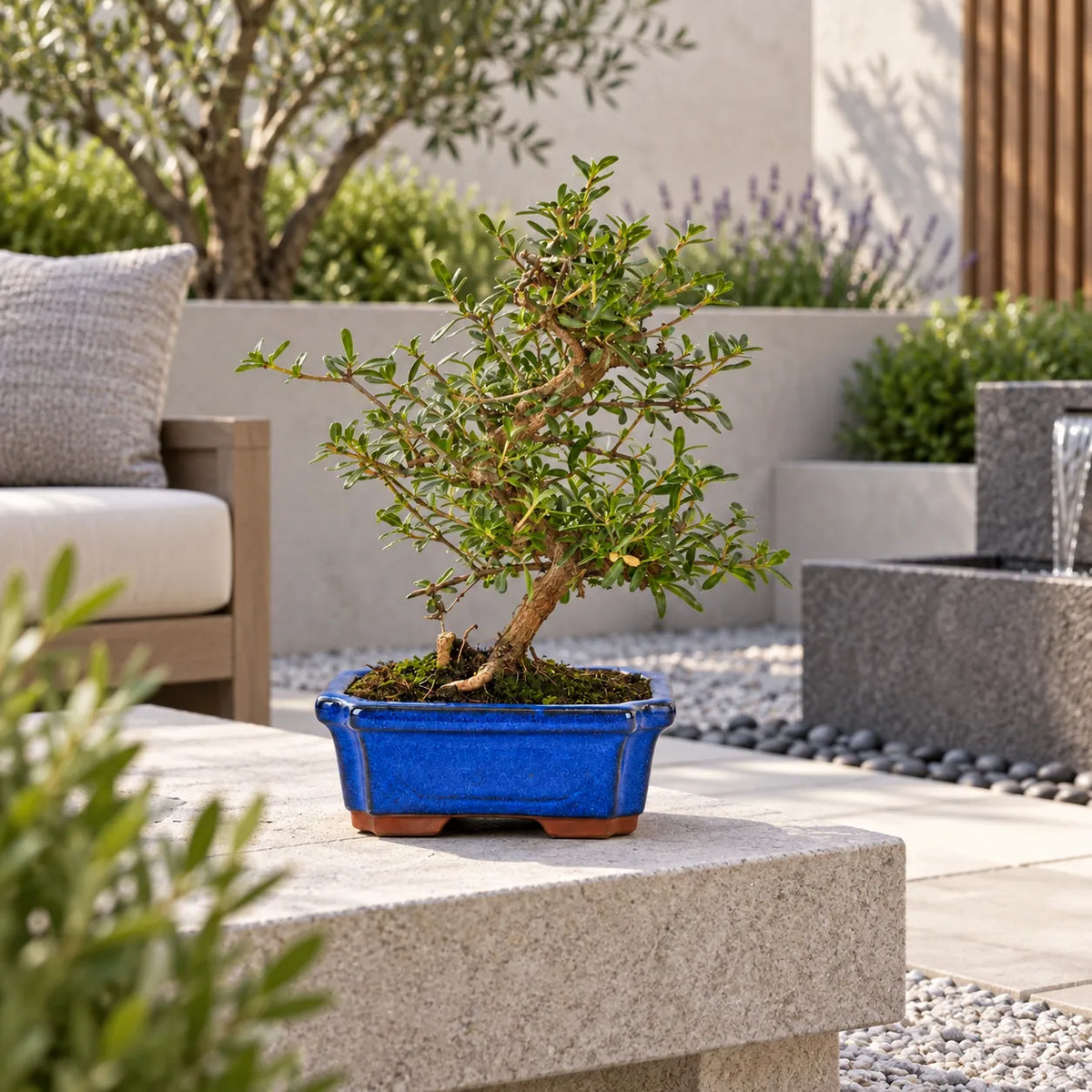 Bonsai 7 Anni Coprosma - Collezione Premium