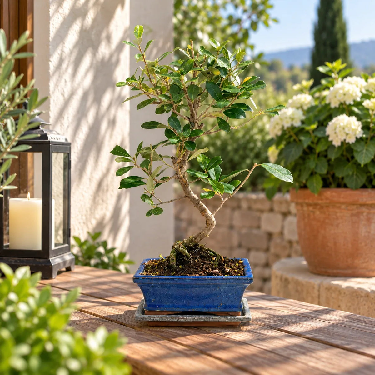 Bonsai 7 anni Elaeagnus Pungens (Elaeagno) - Collezione Premium
