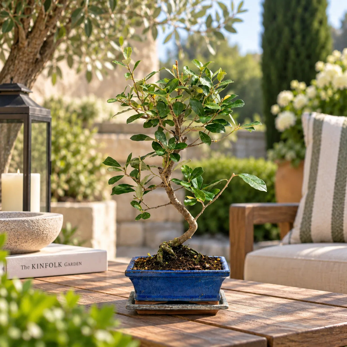 Bonsai 7 anni Elaeagnus Pungens (Elaeagno) - Collezione Premium