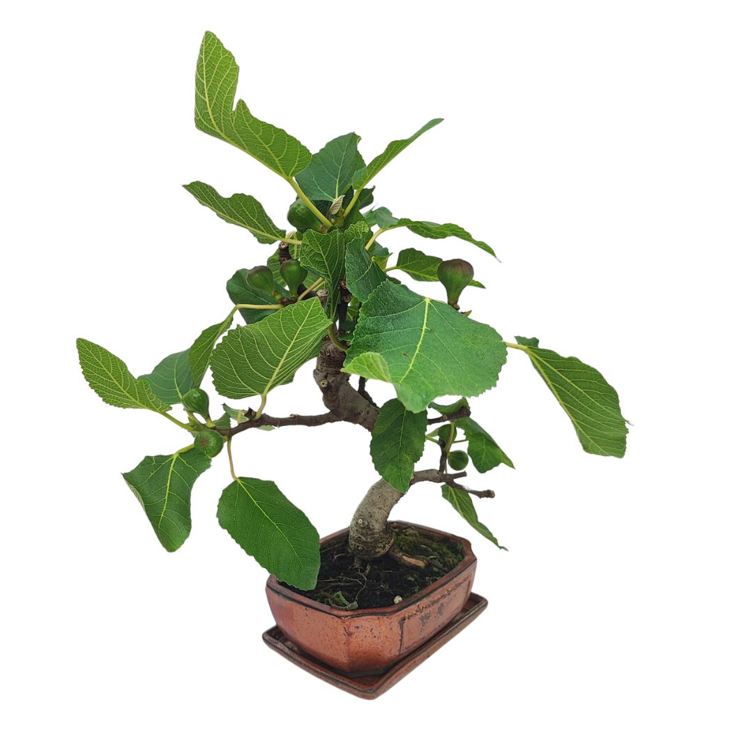 Bonsai Ficus Carica (Fico) 10 Anni - Collezione Premium