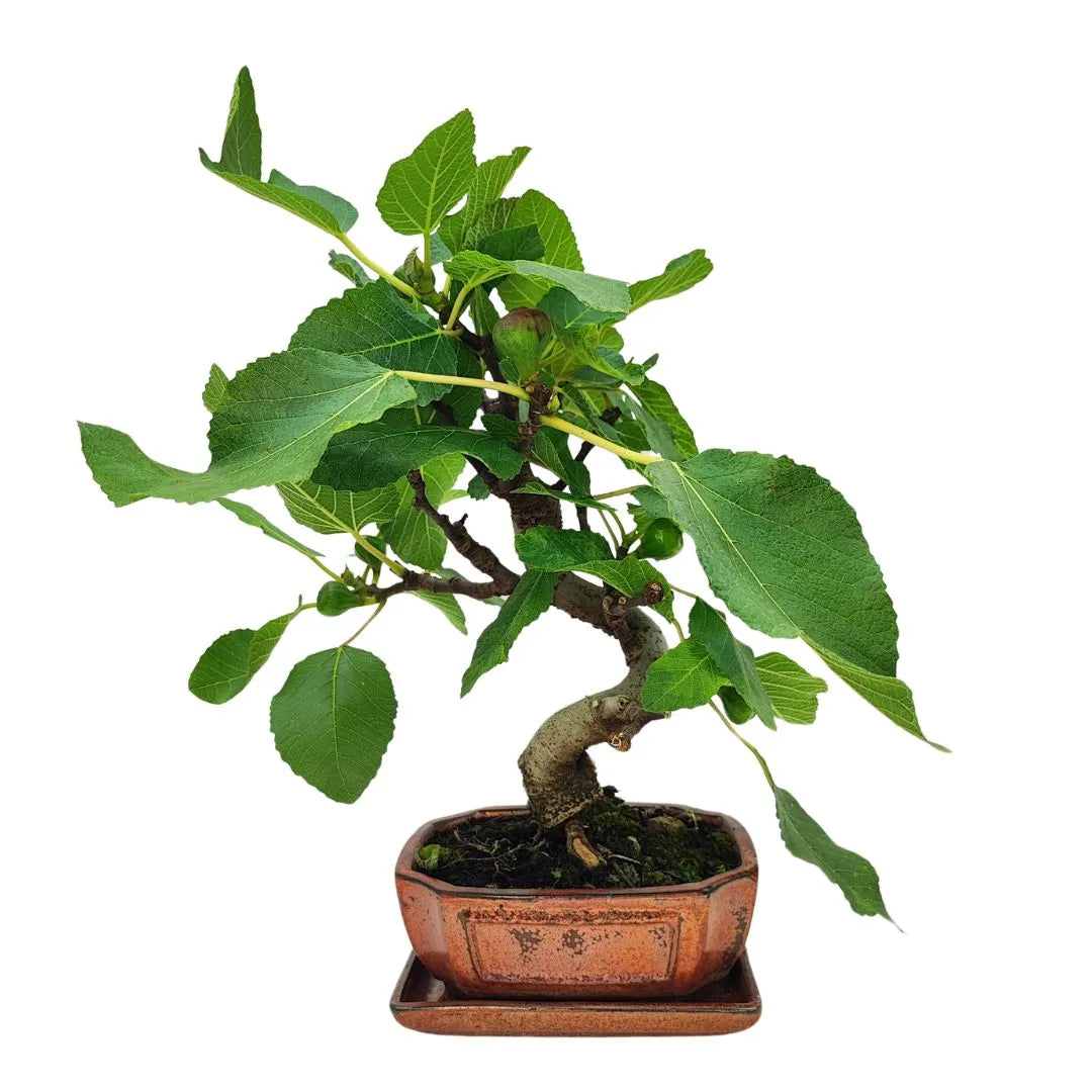Bonsai Ficus Carica (Fico) 10 Anni - Collezione Premium