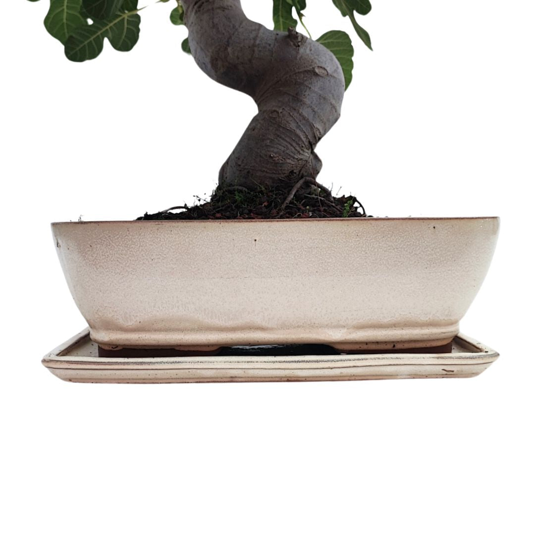 Bonsai Ficus Carica (Fico) 22 Anni - Collezione Premium