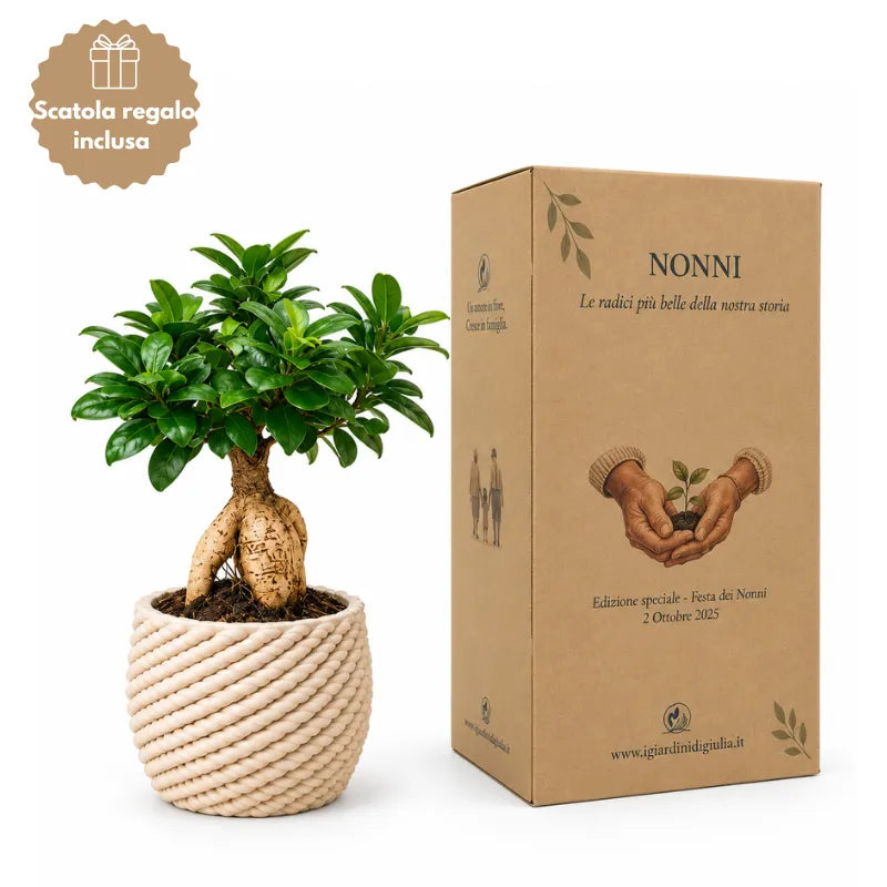 Bonsai ficus ginseng Carina  in ceramica edizione festa dei nonni