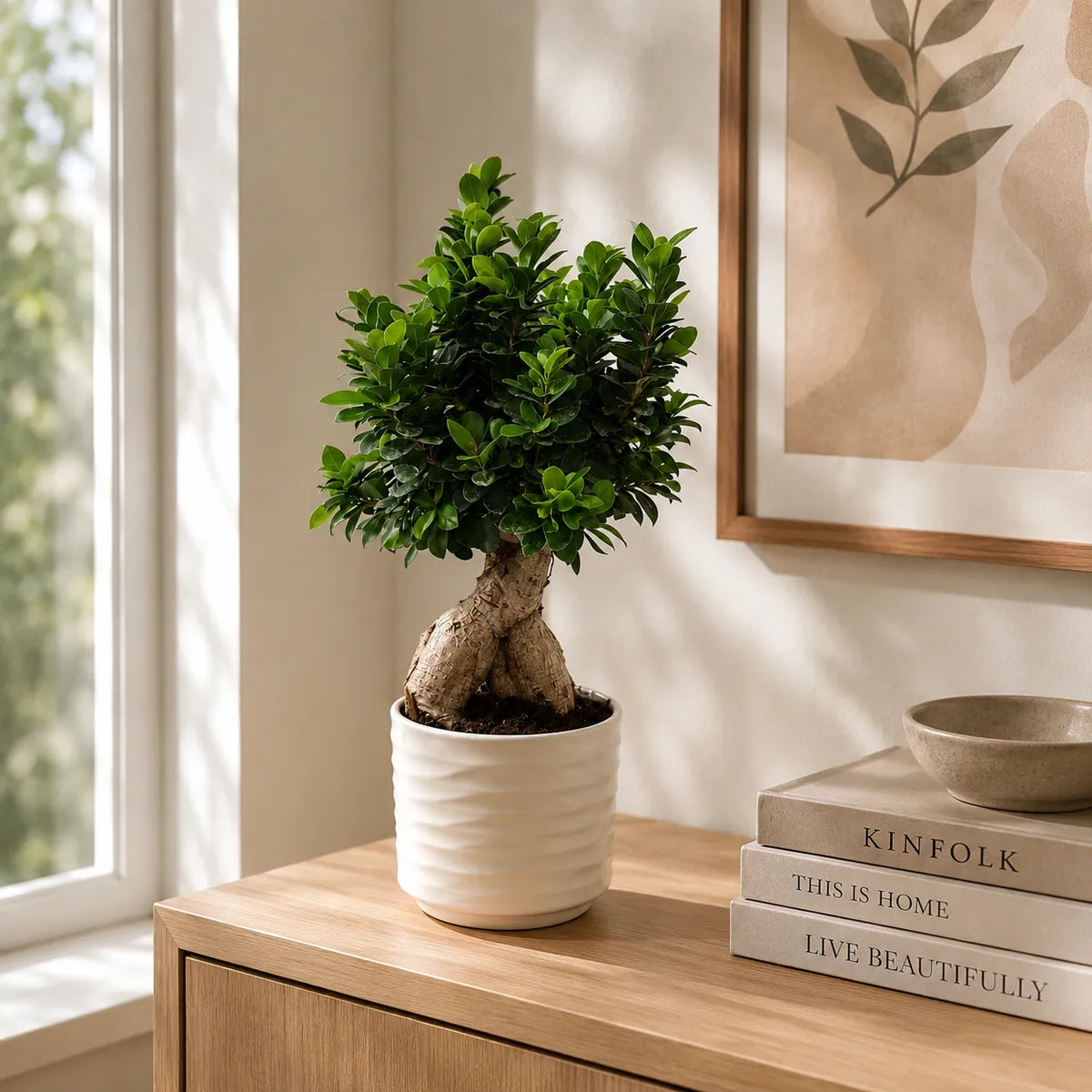Bonsai ficus ginseng in vaso ceramica Cindy D.23 H.73 cm
