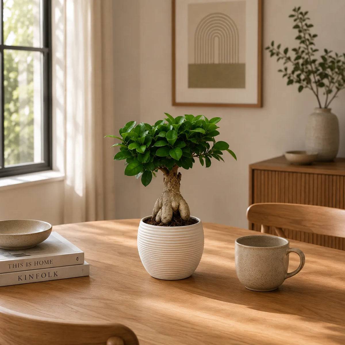 Bonsai ficus ginseng in vaso ceramica Sally D.15 H.35 cm