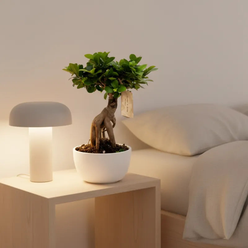 Bonsai Ficus Ginseng in Vaso ceramica Novara D.18