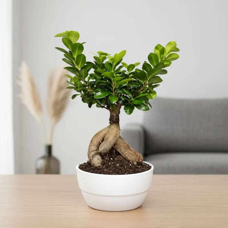 Bonsai Ficus Ginseng - Altezza Pianta 40 cm, Vaso di Ceramica Novara