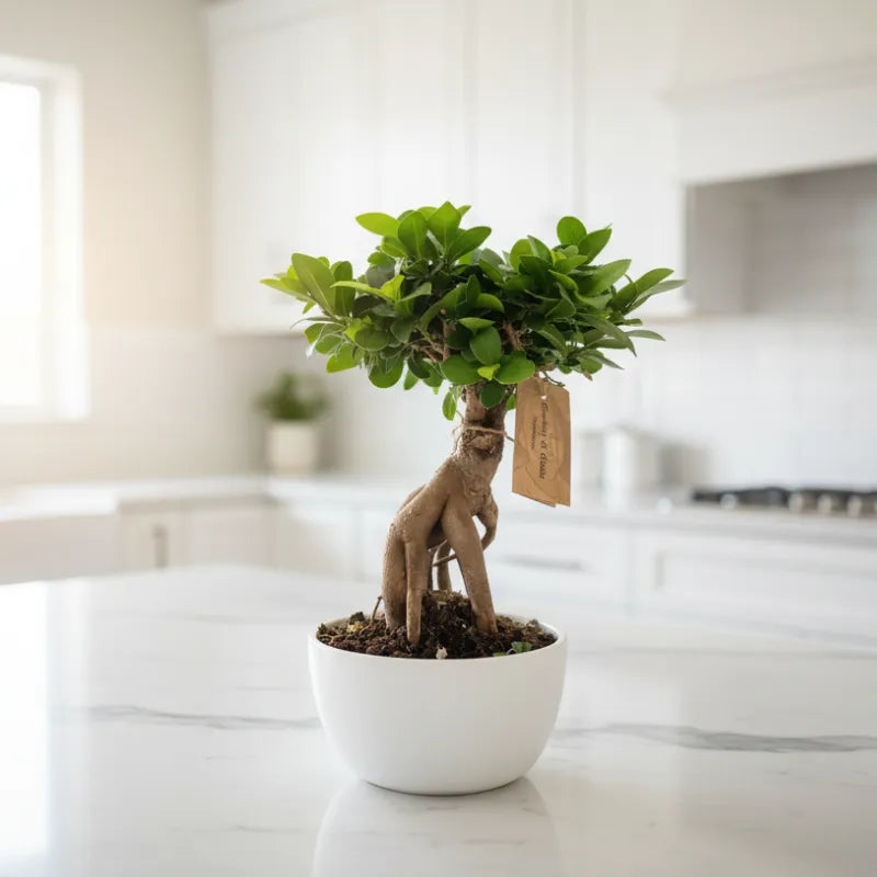 Bonsai Ficus Ginseng in Vaso ceramica Novara D.18