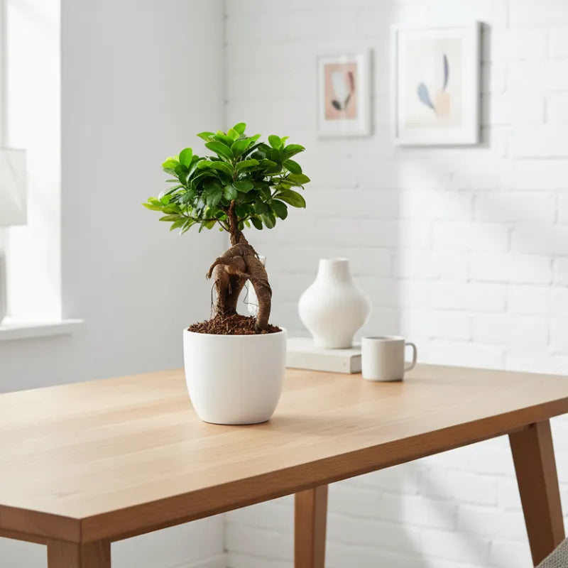 Bonsai Ficus Ginseng in vaso Boston diametro d. 13 cm