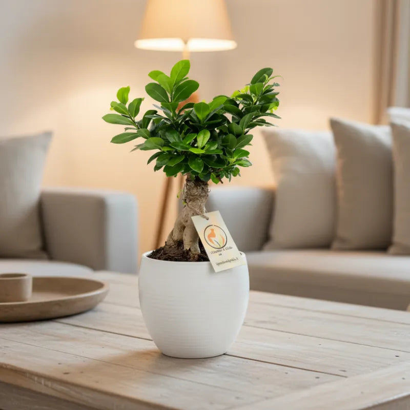 Bonsai Ficus Ginseng in vaso ceramica Manacor