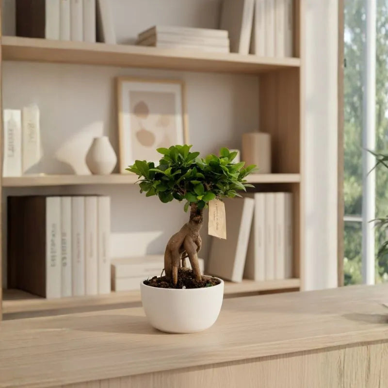 Bonsai Ficus Ginseng in Vaso ceramica Novara D.18