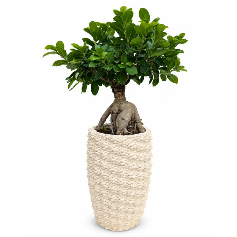 Bonsai Ficus Ginseng in vaso ceramica Fira