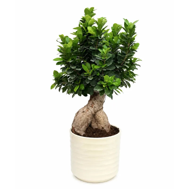 Bonsai ficus ginseng in vaso ceramica Cindy D.23 H.73 cm