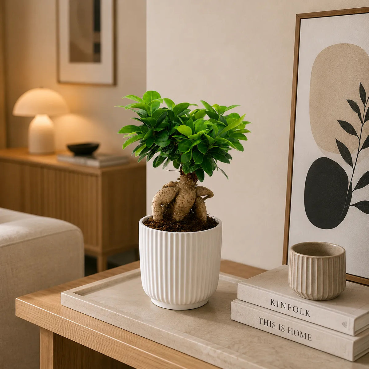 Bonsai ficus ginseng in vaso ceramica Pitti D.14 H.35 cm