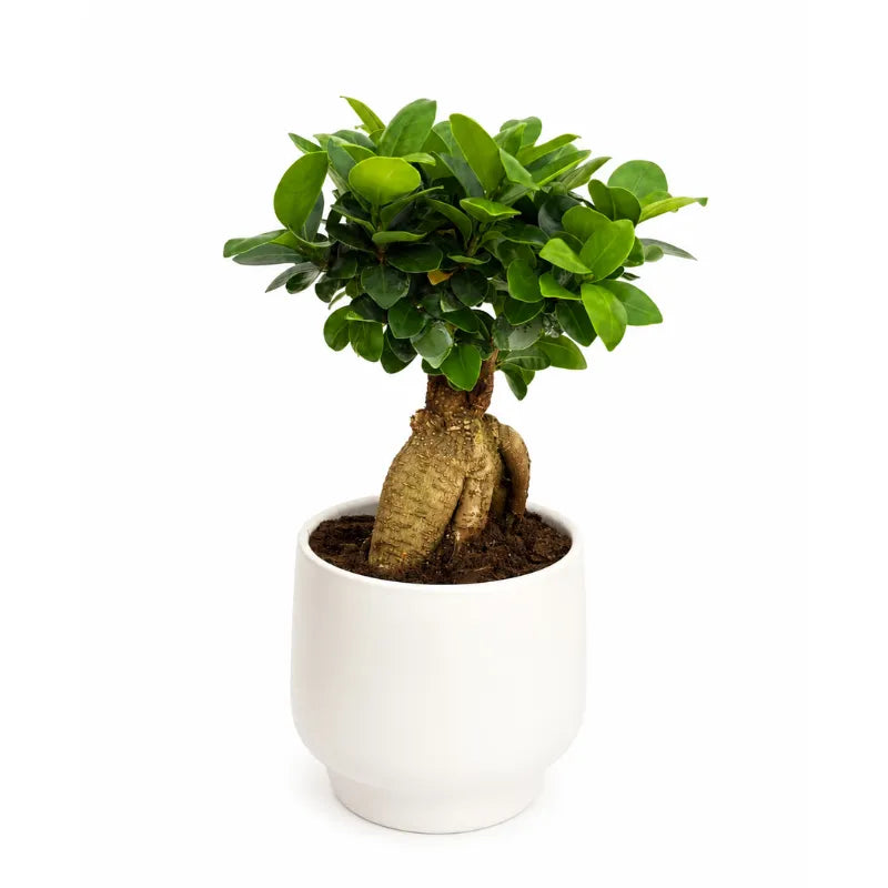 Bonsai ficus ginseng in vaso ceramica Sweet D.15 H.33 cm