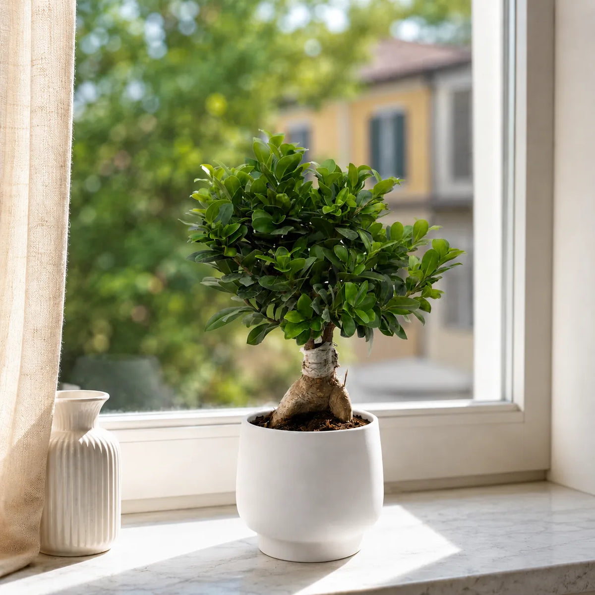 Bonsai ficus ginseng in vaso ceramica Sweet D.17 H.50 cm