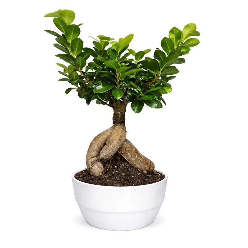Bonsai Ficus Ginseng - Altezza Pianta 40 cm, Vaso di Ceramica Novara