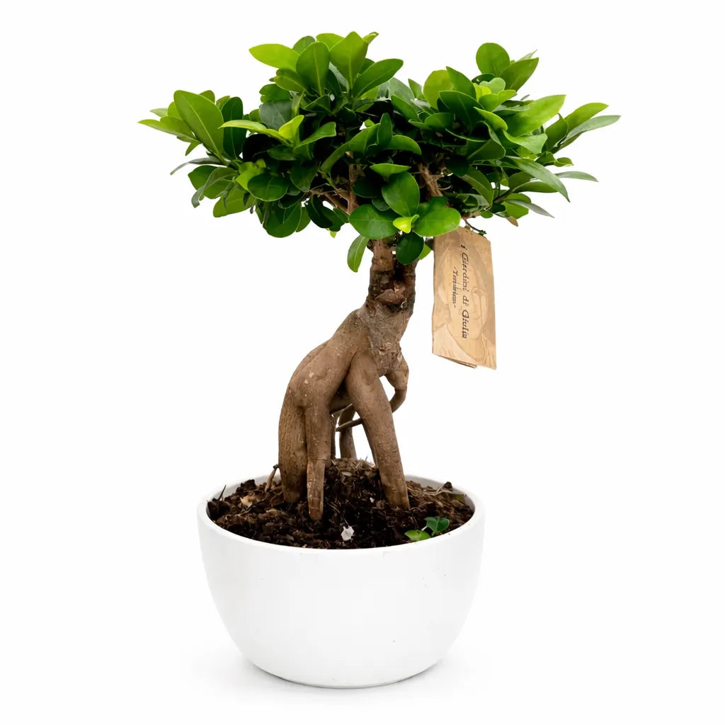 Bonsai Ficus Ginseng in Vaso ceramica Novara D.18